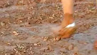 Kedi kavgaları porno